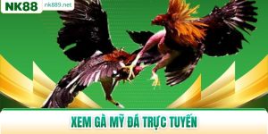 Xem Gà Mỹ Đá Trực Tuyến - Bộ Môn Giải Trí Hot Năm 2026